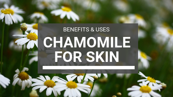Chamomile Benefits for Skin: And How To Use It
