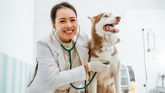 Vet Approved Tips for Finding the Right CBD Dose for Your Pup