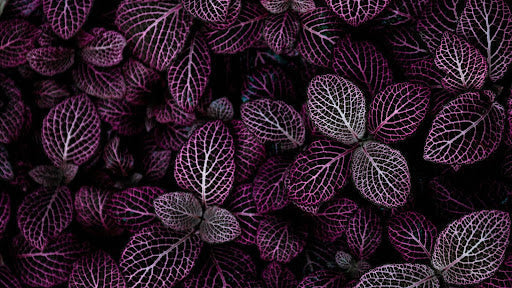 The Science Behind Beauty’s Purple Botanicals