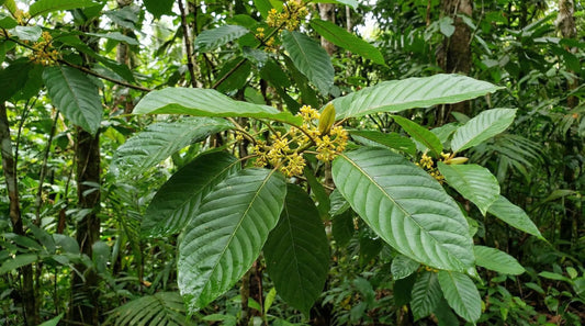 Can Kratom Cause Allergies? Symptoms, Causes & Prevention Tips
